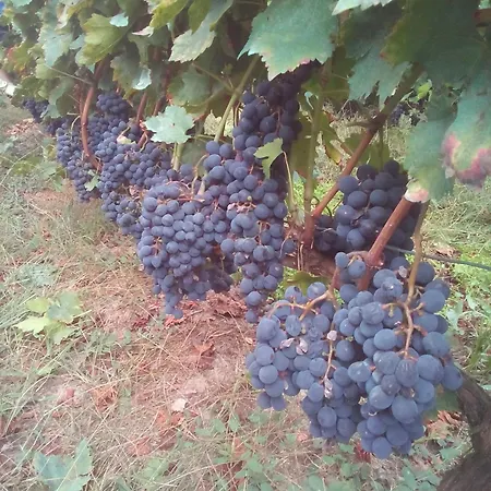 A Nosa Casa 2 Belesar